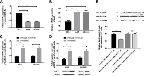 Figure 1 Detection of the expression of miR-29b-3p and MAZ and identification of target genes. (A) The mRNA expression of miR-29b-3p in cancer cell lines and AGS cells. (B) The mRNA expression of MAZ in cancer cell lines and AGS cells. (C) The mRNA expression of MAZ in cells transfected with the miR-29b-3p mimics. (D) The protein expression of MAZ in cells transfected with the miR-29b-3p mimics. (E) Dual luciferase reporter verification of the target gene. *P < 0.05, **P < 0.01.