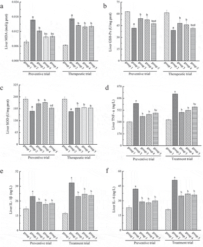 Figure 5. The effects of LP and LBPs on the level of MDA (a), GSH-Px (b), SOD (c), TNF- α (d), IL- 1β (e) and IL- 6 (f) in liver in the preventive and therapeutic trials. The meaning of each group is shown in Figure 1a and Figure 1b. In the respective trial, a P < 0.05 when compared to group 1, b P < 0.05 when compared to group 2, c P < 0.05 when compared to group 3, d P < 0.05 when compared to group 4.Figura 5. Efectos del LP y los LBP en el nivel de MDA (a), GSH-Px (b), SOD (c), TNF- α (d), IL- 1β (e) Y IL- 6 (f) en el hígado durante los ensayos preventivos y terapéuticos. El significado de cada grupo se muestra en las Figuras 1a y 1b. En cada ensayo respectivo, a P < 0.05 comparado con el grupo 1, b P < 0.05 comparado con el grupo 2, c P < 0.05 comparado con el grupo 3, d P < 0.05 comparado con el grupo 4.