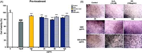 Figure 4. Pre-treatment, radical-scavenging effect of Gb-AuNPs on HDF cells against H2O2-induced cell damage (A) and Optical microscopy images of HDF cells (B) (40 × magnification). HDF cells were pre-treated for 24 h with various concentrations of Gb-AuNPs and then exposed to 10 μM of H2O2 for 1 h at 37 °C. Cell viability was determined by MTT assay. Results are expressed as mean ± SD of three separate experiments. Ascorbic acid (100 μg/mL) was used as a reference standard.