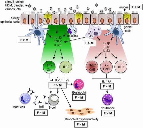 Figure 4. Schematic view of epithelial mesenchymal transition in the airway. It has an important place in the epithelium in asthma. In the relationship expressed as the epithelial mesenchymal unit, signals are sent through the mesenchymal in the epithelial sub-epithelial environment. It ensures the integrity of this unit of growth. Epithelial growth factor (EGF), Fibroblast growth factor (FGF), cytokines (such as IL-6, IL-1p, TGF-beta) release increases.Citation32