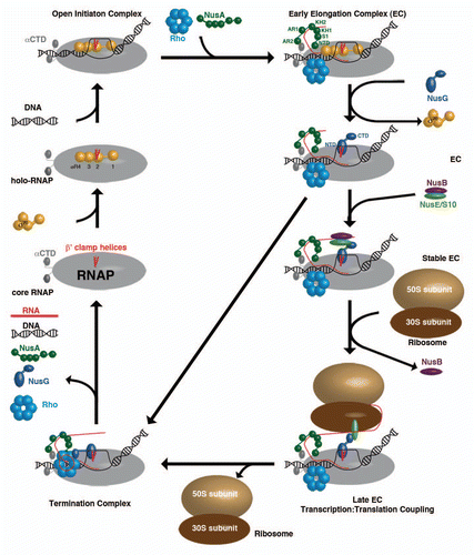 Figure 2 The different ECs within a transcription cycle consisting of RNAP (grey), β′ clamp helices (red), σ70 (yellow), DNA (black), Rho-hexamer (light-blue), NusA (dark-green), RNA (red), NusG (dark-blue), NusB (purple), NusE (light-green), 50S ribosomal subunit (sand) and 30S ribosomal subunit (brown).