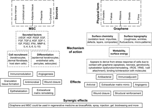 Figure 6 The effects of MSCs and graphene in the wound healing process.Abbreviations: VEGF, vascular endothelial growth factor; PDGF, platelet-derived growth factor; EGF, epidermal growth factor; FGF, fibroblast growth factor; HGF, hepatocyte growth factor; IFNλ, interferon λ; IGF, insulin-like growth factor; KGF, keratinocyte growth factor; MMP-9, matrix metalloproteinase-9; MSC, mesenchymal stem cells; PGE2, prostaglandin E2; RNS, reactive nitrogen species; SDF-1, stromal cell-derived factor-1.