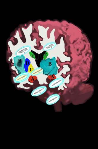 Figure 5. FoK-FIP related to cognitive broadcasting congruent with brain processes in the human model.