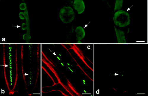 Figure 3. Expression pattern of pMtLAX3::GUS::GFP in Lotus japonicus (a) and Arabidopsis thaliana (b)–(d): nodules (a); vascular system in primary root (b); vascular system (c) and vascular system in emerging lateral root (d).