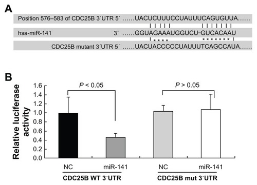 Figure 4 Suppression of CDC25B by miR-141. (A) Sequence complementarity between hsa-miR-141 and the 576–583 bp of the CDC25B 3′UTR. (B) Interaction between miR-141 and 3′ UTR of CDC25B. The U2-OS cells were transfected with WT and Mut 3′UTR of CDC25B containing luciferase reporter vector together, miR-141, and the control vector, respectively, as indicated.