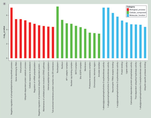 Figure 2.  Top 20 Gene Ontology and KEGG terms for differentially expressed mRNAs between pulmonary tuberculosis and healthy individuals. (A) GO terms for upregulated differentially expressed mRNAs between PTB and healthy individuals. (B) GO terms for downregulated differentially expressed mRNAs between PTB and healthy individuals. (C) Top 20 pathways for upregulated differentially expressed mRNAs between PTB and healthy individuals. (D) Top 20 pathways for downregulated differentially expressed mRNAs between PTB and healthy individuals.PTB: Pulmonary tuberculosis.