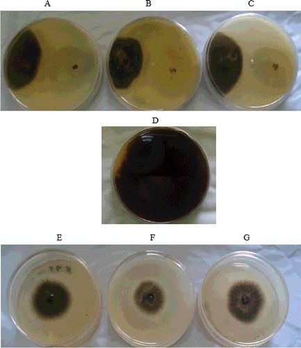 Figure 1. Dual culture test (A–C) and volatile metabolites production test (E–G) on PDA plates showing the mycelial growth inhibition.