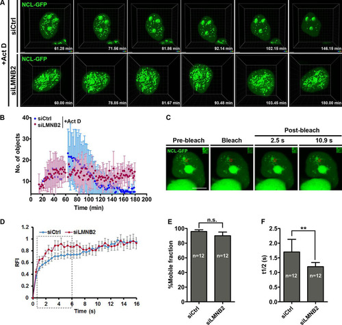 FIG 6 Persistence of nucleolin aggregates upon lamin B2 depletion. (A) Control and lamin B2-depleted cells were transfected with NCL-GFP and treated with Act D. 4D time-lapse confocal imaging shows nucleolin aggregates that peak at ∼1 h after Act D addition and gradually disperse into the nucleoplasm (siCtrl,). In lamin B2-depleted cells, nucleolin aggregates persist for ∼3 h (siLMNB2 panel). Scale bars, ∼2 μm. (B) Quantification of nucleolin aggregates from reconstructions of 4D time-lapse movies, plotted as a function of time (number of independent biological replicates [N] = 3; n = 6 nuclei each), shows the persistence of nucleolin aggregates upon lamin B2 depletion. (C) Nucleolin aggregates (NCL-GFP) were photobleached to assess nucleolin dynamics. Representative images of nucleolin speckles from control cells are shown. Red boxes, bleach ROI. Insets, photobleached ROI. Scale bar, ∼5 μm. (D) FRAP curve shows recovery of nucleolin in aggregates from lamin B2-depleted and control cells. Dashed box, initial phase of recovery is faster upon lamin B2 depletion. (E) The mobile fraction of nucleolin calculated from panel C is not altered upon lamin B2 depletion. Error bars, SEM (P > 0.05 by Student's t test) (N = 3; n, number of nuclei). (F) Nucleolin recovery is significantly faster upon lamin B2 depletion (**, P < 0.01 by Student's t test) (N = 3; n, number of nuclei).