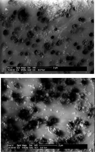 Figure 4. (a) SEM image of coal smoke particles collected on a Nucleopore membrane filter (pore size 0.4 μm). (b) SEM image of photochemically aged wood smoke particles collected on a Nucleopore membrane filter. Both sets of particles are <2.5 μm in size but have different textures.