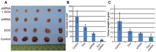 Figure 4 Tumor size and weight in experimental groups (A). Graphs of the differences in the size (B) and weight (C) of tumors in control, Dox, CD44 shRNA, and CD44 shRNA + Dox groups.