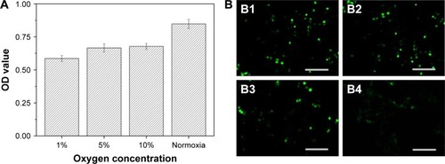 Figure 2 (A) OD value and (B) fluorescent microscopic images of cellular ROS production under different oxygen conditions. Oxygen concentration: (B1) 1%, (B2) 5%, (B3) 10% and (B4) normoxia.Note: The scale bar is 200 µm.Abbreviations: OD, optical density; ROS, reactive oxygen species.