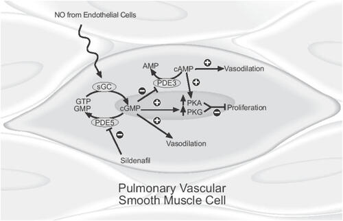 Figure 1 Mechanism of vasodilatory and antiproliferative effects of sildenafil. NO from vascular endothelial cells stimulates the activity of sGC which produces cGMP from GTP. Sildenafil inhibits the breakdown of cGMP to GMP by PDE 5, increasing cellular concentrations of cGMP which increases the formation of PKG. Competitive inhibition of PDE inhibits breakdown of cAMP which stimulates increased production of PKA. Vasodilation results primarily from modulation of ion channel activity by cGMP with a lesser contribution from increased levels of cAMP. Inhibition of smooth muscle cell proliferation occurs via increased levels of PKA and PKG.