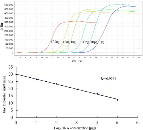 Figure 6. Sensitivities of RealAmp assays performed with serial dilutions of pork DNA (100 ng to 1 pg). (A) Amplification curves of RealAmp detection for pork DNA. (B) Standard curves for RealAmp assays generated from the amplification plots between serial 10-fold dilutions of pork DNA and the time to a positive signal by employing the specific RealAmp assay.