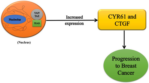 Figure 3 Hippo pathway genes in breast cancer progression.
