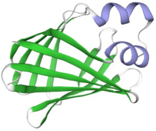 Figure 4. The tertiary structures of Fabp2. The α-helices are highlighted in purple, the β-strands in green and the coils in white.