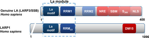 Figure 1 Domain organizations among La protein and La-related protein 1 (LARP1).