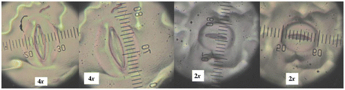 Figure 2. Difference in stomatal size between the tetraploid (A) and diploid (B) plants.
