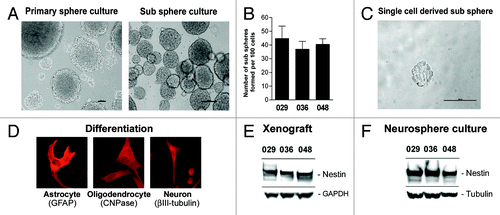 Figure 1. Neural stem-like cells are present in GBM xenografts. (A) Representative pictures of a primary and a sub sphere culture. Scale bar shows 100 µM. (B) Sub sphere formation in later cultures. Bar chart represents the mean number of sub spheres formed per 100 cells plated ± SEM (C) Representative sphere formed from a single cell. (D) Representative pictures of differentiated sphere cells expressing GFAP (astrocytic marker), CNPase (oligodendrocytic marker), or βIII-tubulin (neuronal marker) upon serum addition. Expression was detected by immunocytochemical staining. WB analysis of the NSC marker Nestin in (E) subcutaneous GBM xenografts and (F) thereof derived neurosphere cultures.