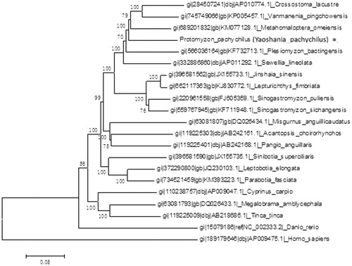 Figure. 1. Phylogenetic tree was constructed using whole mitogenomes of Yaoshania pachychilus and other closely related organisms.