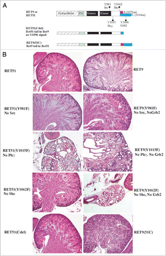 Figure 4 Roles of Ret isoforms and downstream cascades in kidney development. (A) Schematic of the different wild-type RET9, RET51 and their respective mutant knocked-in alleles. The different domains and sizes of the RET9 and RET51 alleles are indicated. The red and blue colors represent the area of divergence between the two RET isoforms. Also indicated are the key docking tyrosine (Y) residues. Homozygous mice were generated that harbor Tyr→Phe (Y→F) for each of the indicated Tyr except Y1096. RET51(Cdel) is an allele where residues 1063–1072 of RET9 were replaced with residues 1063–1072 of RET51 (results in receptor that is essentially similar to RET51 with deletion of residues 1073–1114, including Y1096). RET9(51C) is an allele where residues 1063–1072 of RET51 were replaced with residues 1063–1072 of RET9 (results in a receptor that is essentially similar to RET9 with C-terminus of RET51 including Y1096). (B) Hematoxylin-eosin-stained kidney sections of homozygous mice for the indicated knocked-in alleles at P0. Left column shows all the mutants in the context of ret51 isoform, and the right column in RET 9 context. Note wild-type forms of RET9 and RET51 have redundant functions in kidney development. Except for RET-Plcγ mutant RET51(Y1015F) individual abrogation of the key docking sites was dispensable. However, these same docking sites show dramatic kidney defects when the C-terminal Grb2 binding site is also deleted (mutations in RET9 context). Without Src and Grb2, there was a partially penetrant megaureter (see Fig. 7); without Plcγ (individually or without Grb2 site) kidneys are small and show cysts and dysplasia; without Shc and Grb2 (RET9-Y1062F), only kidney rudiments or agenesis is seen. Thus direct Grb2 binding site provides some redundancy to Y981 and Y1062 docking sites in kidney development. In these studies, swapping the 10 residues following 1063aa between the two isoforms did not appear to influence kidney development suggesting that differences in the isoforms are not due to these regions. Adapted and modified from Jain et al.Citation42 with permission.