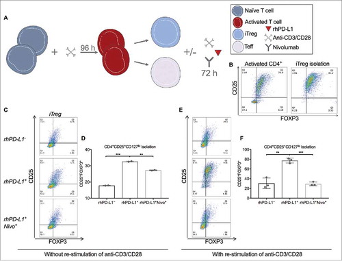 Figure 6. PD-L1 maintains the CD25 and FOXP3 expression on Tregs. (A) Schematic of T cell activation for 72 hours followed by isolation of CD4+CD25+CD127lo iTreg and CD4+CD25− Teff subsets (Produced using Servier Medical Art). Isolated iTreg fractions were cultured for an additional 96 hours with and without the presence of immobilized rhPD-L1 at 100 ng/mL, re-stimulation with anti-CD3/CD28, and/or nivolumab at 300 ng/mL. (B) Following 72 hours of stimulation with anti-CD3/CD28, the CD25+FOXP3+ Treg subset was 76.9% of activated CD4+ T cells. (left panel) The CD4+CD25+CD127lo group was isolated by magnetic particle separation with a purity of 95%. (right panel). (C) Representative dot plots for CD25+ and FOXP3+ gates of cultured iTregs. CD4+CD25+CD127lo activated T cells were cultured for 72 hours after isolation, without re-stimulation of anti-CD3/CD28, and in rhPD-L1−, rhPD-L1+, and rhPD-L1+Nivo+ conditions. (D) Without re-stimulation of anti-CD3/CD28, isolated iTregs had a loss in CD25 and FOXP3 expression (17.9%, compared to 95% prior to culture). In an rhPD-L1+ culture, the CD25+FOXP3+ phenotype was increased (32.7%; ***p < 0.001). In an rhPD-L1+Nivo+ culture, this effect was diminished (27.3%; *p = 0.002). All experiments were performed in duplicate. Error bars represent standard error. (E) Representative dot plots for CD25+ and FOXP3+ gating of cultured iTregs. CD4+CD25+CD127lo activated T cells were cultured for 72 hours after isolation, with re-stimulation of anti-CD3/CD28, and in rhPD-L1−, rhPD-L1+, and rhPD-L1+Nivo+ conditions. (F) With re-stimulation of anti-CD3/CD28, isolated iTregs had a loss in CD25 and FOXP3 expression (30.7%). In an rhPD-L1+ culture, the CD25+FOXP3+ expression was markedly sustained (77.4%; **p = 0.002). In an rhPD-L1+Nivo+ culture, this effect was abrogated (29.4%; ***p < 0.001). All experiments were performed in triplicate. Error bars represent standard error.