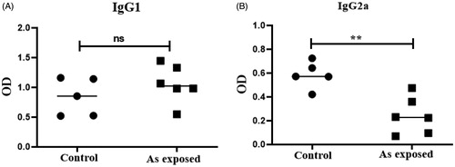 Figure 2. Effect of prenatal As exposure on circulating IgG levels. (A) IgG1 and (B) IgG2a in sera (dilution 10−3 presented) collected at 28 days-of-age. Data shown is representative of five mice/group (n = 5/group). Values shown are mean ± SE (OD). Value significantly different from control at *p < 0.05, **p < 0.01, ***p < 0.001.