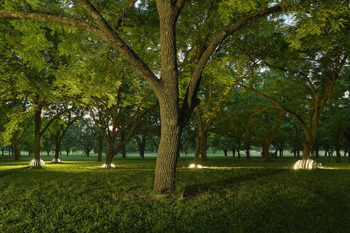 Figure 1. Domes in the walnut grove, photograph by Tim Hursley.