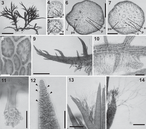 Figs 3–14. Lophurella spp.: vegetative morphology. Fig. 3. Habit of a specimen with prostrate and erect axes (L. nigra). Figs 4–7. Cross-section of an axis in the upper thallus (Figs 4–5) and the mid-thallus (Figs 6–7), with an axial cell (a), four pericentral cells (p), cortical cells (c) and, only in Figs 6–7, pseudoparenchymatous cells (ps). Fig. 8. Cortical cells showing plastids. Fig. 9. Apex of a prostrate axis. Figs 10, 11. Prostrate axes with rhizoids cut off from cortical cells and with multicellular haptera. Fig. 12. Apex of an erect axis with initials on every segment (arrowheads). Fig. 13. Apex of an erect axis bearing trichoblasts on the second-order determinate branches. Fig. 14. Determinate branch bearing spirally arranged trichoblasts. Figs 3, 9, 12, 13, L. nigra; Figs 4, 6, L. tasmanica; Figs 5, 7, 10, 14, L. mutabilis; Fig. 8, L. pauciramulosa, Fig. 11, L. periclados. Scale bars: Fig. 3 = 2.5 mm; Figs 4, 12 = 40 µm; Fig. 5 = 30 µm; Fig. 6 = 400 µm; Fig. 7 = 200 µm; Fig. 8 = 15 µm; Figs 9, 13 = 350 µm; Figs 10, 11 = 100 µm; Fig. 14 = 150 µm.