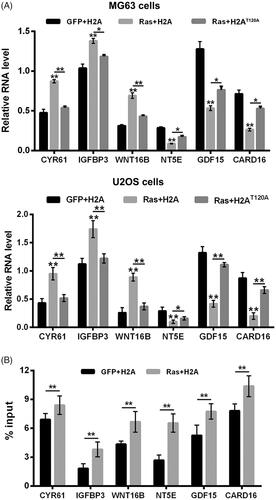 Figure 4. H2AT120ph regulated the transcription of Ras-PI3K-targeted genes in osteosarcoma cells. pEGFP-N1, pEGFP-H2A, pEGFP-RasG12V/Y40C and pEGFP-H2AT120A were indicated as GFP, H2A, Ras and H2AT120A, respectively. (A) The CYR61, IGFBP3, WNT16B, NT5E, GDF15 and CARD16 mRNA expressions in MG63 and U2OS cells were tested using real-time PCR after transfection with GFP, H2A, Ras and/or 2 μM H2AT120A. (B) The input levels of H2AT120ph in promoter regions of CYR61, IGFBP3, WNT16B, NT5E, GDF15 and CARD16 in MG63 cells were evaluated using chromatin immunoprecipitation (ChIP) after transfection with GFP, H2A and/or Ras. *p < .05; **p < .01 (n = 3).