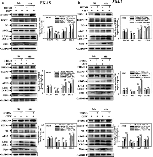 Figure 6. Overexpression of IFITM1/2/3 regulates the expression level of autophagic proteins in CSFV infected PK-15 and 3D4/2 cells. (a and b) The preotein levels of BECN1, P62, LC3-I/II, ATG5, Npro and GAPDH were assayed. PK-15 (a) and 3D4/2 (b) cells were transfected with HA-IFITM1/2/3 or siIFITM1/2/3, followed by incubated with CSFV (MOI = 0.1) for 24 and 48 h. The level of proteins was carried out using Image-Pro Plus 6.0 software.