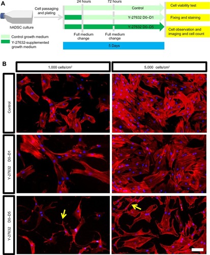 Figure 1 The continuous presence of 10 μM Y-27632 did not lead to enhanced hADSC expansion.