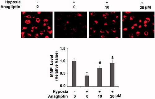 Figure 5. Anagliptin restored hypoxia-induced reduced mitochondrial membrane potential (MMP) in cardiac H9C2 cells. Cells were pretreated with anagliptin (10, 20 μM) for 6 h. Then, cells were subjected to hypoxia for 24 h. Levels of MMP were determined by staining with TMRM (*, #, $, P<.01 vs. previous group).