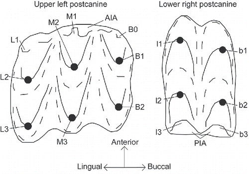 FIGURE 1. Postcanine cusp terminology for Stereognathus used in this paper (modified from Watabe et al., Citation2007). The PIA (posterior interlocking area) and AIA (anterior interlocking area) are present on both teeth, but the PIA is not visible in occlusal view on upper postcanines and the AIA is not visible in occlusal view on lower postcanines, because they are located on the underside of the tooth.