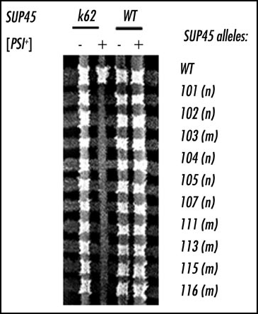 Figure 2 Combination of two sup45 alleles in diploid [PSI+] strain is lethal. The [PSI+] and [psi-] variants of haploid strains 90-D201 (wild-type SUP45) and K62-90-D201 (sup45-k62) (vertical lines) were mated to a haploid strain 1A-D1628 bearing either pRS315/SUP45 or pRS315/sup45 plasmid (horizontal lines). Diploids were selected by incubation on the medium lacking uracil and phenylalanine for five days. Combination of two different mutant alleles of SUP45 gene is lethal in diploid [PSI+] strain but not in [psi-].