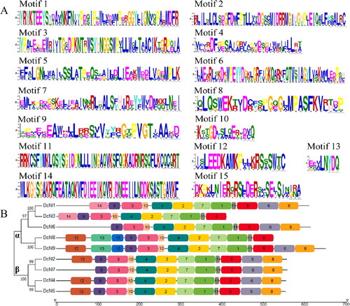 Figure 4. Distribution of conserved motifs of NI proteins from D. catenatum. (A) Sequence identification by MEME resulted in the identification of 15 motifs. (B) Distribution of conserved motifs in DcNIs. The NJ tree was constructed with full-length amino acid sequences of DcNIs using MEGA7 software [Citation37], with 1000 bootstraps. Each motif is indicated and numbered by a coloured box, the size of which indicates the length of the motif.