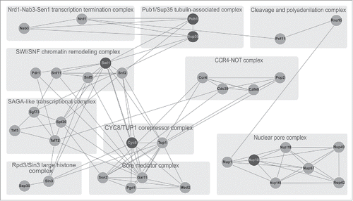 FIGURE 2. Q/N-rich subunits of protein complexes in S. cerevisiae and their interactions. Shown is the interactome of Q/N-rich subunits of protein complexes containing more than one Q/N-rich subunit. Lines indicate physical protein-protein interactions (according to data from “String” database, http://string-db.org/). Experimentally proven prion and amyloid-forming proteins are indicated by black circles, while other Q/N-rich proteins are indicated by gray circles. Light gray rectangles indicate corresponding protein complexes (including their names, as indicated).