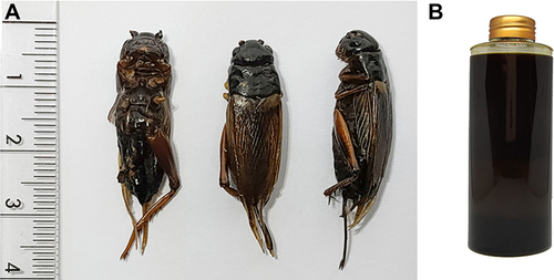 Figure 1 Dried G. bimaculatus (A) and the oil extracted from G. bimaculatus (B).