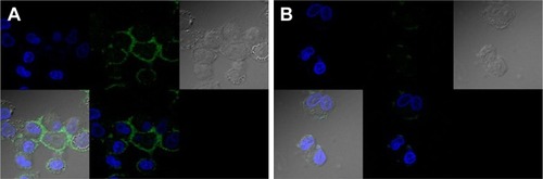 Figure 6 Confocal microscopy image of in vitro uptake of (A) niosome-encapsulated FITC-labeled D4 by THP1 cells in 30 minutes and (B) FITC-labeled D4 only by THP1 cells.Note: The magnification used is 60×.Abbreviations: D4, PA Domain 4; FITC, fluorescein isothiocyanate; NISV, nonionic surfactant–based vesicles.