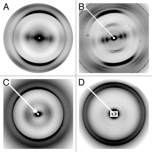 Figure 2. X-ray fiber diffraction patterns of HET-s(218–289) and PrP. (A) Stacked β-sheet HET-s(218–289). (B) β-solenoid HET-s(218–289). (C) rec PrP (90–231). (D) Brain-derived PrP 27–30 (strain Sc237), inset has intensity adjusted to show low-angle intensity maxima.