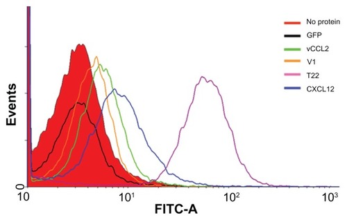 Figure 3 Differential internalization of CXCR4 ligands.Notes: Internalization of T22-GFP-H6 and alternative constructs in HeLa cells, monitored by flow cytometry 24 hours after exposure.Abbreviation: GFP, green fluorescent protein.