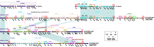 Figure 4 Tn6535-related regions from pK92-qnrS, pJNQH491-2, and pKOX7525_1. Genes are denoted by arrows. Genes, mobile genetic elements and other features are colored based on their functional classification. Shading denoted regions of homology (nucleotide identity > 95%). The accession numbers of Tn6535Citation38 and Tn1548Citation37 for reference are CP009706 and AF550415, respectively.