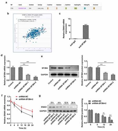 Figure 4. SF3B4 binds to ENAH and stabilizes ENAH mRNA. (a-b) The interaction between ENAH and SF3B4 in HCC was explored by ENCORI database. (c) The enrichment of ENAH in SF3B4 antibody was detected by RIP assay. (d) RT-qPCR and (e) Western blot analysis tested SF3B4 expression in HCC cells after transfected with shRNA-SF3B4-1/2. (f) RT-qPCR and (g) Western blot analysis examined the stability of ENAH mRNA after transfection of shRNA-SF3B4-2. **P < 0.01, ***P < 0.001. ENAH, Enabled homolog. SF3B4, splicing factor 3b subunit 4.