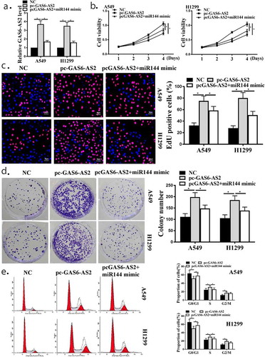 Figure 5. miR-144-3p mimic transfection weakened the influences of overexpression GAS6-AS2 in NSCLC cell proliferation. (a) qRT-PCR showed the function of pc-GAS6-AS2 in A549 and H1299 cells. (b) CCK-8 assay showed that the function GAS6-AS2 in A549 and H1299 cells. (c) Edu staining showed that the function GAS6-AS2 in A549 and H1299 cells. (d) Colony formation showed that the function GAS6-AS2 in A549 and H1299 cells. (e) (E) Flow cytometry showed that the function GAS6-AS2 in A549 and H1299 cells. *compared with NC group, p <0.05. n = 3