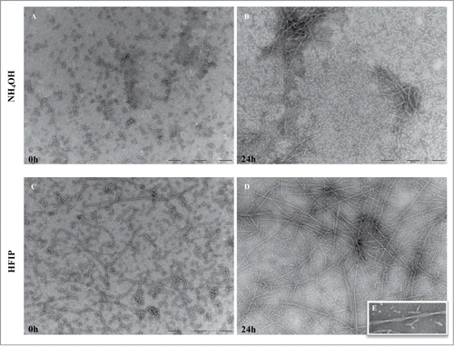 Figure 5. TEM analysis of peptide pretreated by NH4OH and HFIP at 37°C. The NH4OH method of oligomer formation (A) results in a higher amount of monomeric peptide compared with HFIP method in which still contain long fibrils (B). After 24 h of incubation the NH4OH method of pretreatment (C) induced a lower tendency form fibrils and those generated were shorter fibrils. The HFIP method (D) on the other hand resulted in a higher level of twisted and longer fibrils. The HFIP twisted fibril is shown (E). Scale bar = 200 nm.