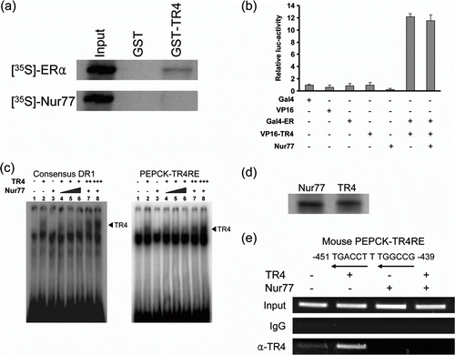 Figure 3.  Nur77 inhibits TR4 biding to TR4 responsive elements. (a) GST pull-down assay was performed by incubation of 35S-labeled Nur77 or ER with GST or GST-TR4 bound glutathione-Sepharose beads. (b) The pG5-Luc (300 ng) was co-transfected with Gal4-ER, VP16-TR4 (100 ng of each) and Nur77 expression plasmid (100 ng) into HEK293T cells as indicated and luciferase activity was analyzed. (c) EMSAs were performed using 32P-labeled probes (cDR1 or PEPCK-TR4RE) with increasing amounts of in vitro translated TR4 or Nur77 as indicated. (d) After expression with [35S]-Met in a coupled-transcription and translation system (25 µl reaction), 3 µl in vitro translated TR4 and Nur77 were subjected to 10% SDS-PAGE for analysis of relative expression between samples. (e) Nur77 inhibition of TR4 binding to TR4RE within the mouse PEPCK 5′ promoter. NIH-3T3 cells were transiently transfected with TR4 and Nur77 expression plasmid (15 µg each) as indicated. Sixteen hr later, cells were harvested for ChIP assay. ChIP assay was performed using DNA-protein complex pulled-down by normal IgG, or anti-TR4 antibody as indicated.