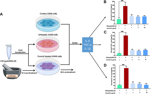 Figure 5 Coronil reduced pseudovirus elicited cytokine response in A549 cells. (A) The experimental plan involving the transduction of A549 cells with VSVpp2S viruses and subsequent measurement of levels of secreted pro-inflammatory cytokines in the medium through ELISA are shown in this schematic. (B–D) Measured levels of secreted IL-6 (B), TNF-α (C) and IL-1β (D) show the evoked cytokine responses and their reduction upon Coronil treatment. Data are represented as mean ± SEM from three independent experiments. The statistical significance of the differences observed between the means was analyzed through one-way ANOVA and represented as ### for p<0.001 when compared to non-transduced cells and as *** for p<0.001 when compared to untreated virus transduced ones.