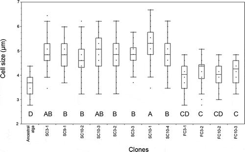 Fig. 4. Average cell size (major axis) of the ancestral alga and derived clones isolated from 5-year microcosm cultures (N = 50). Box-plots represent the median values and the 25th and 75th percentiles (quartiles). Points located at the outside of the boxplot represent possible outliers. Capital letters (A to D) indicate the statistical groups determined with a multiple comparison test (Tukey–Kramer, P < 0.05).