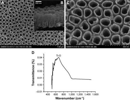 Figure 2 FE-SEM images of TiO2 nanotubes (A and C) and cross-section (B), FT-IR spectra of TiO2 nanotubes. (D) FT-IR spectra of the anodized surface of Ti.Abbreviations: FE-SEM, field emission scanning electron microscope; FT-IR, Fourier transform infrared spectroscopy.