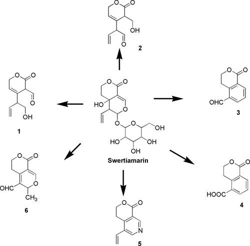 Figure 10 Metabolic pathways of swertiamarin. 4,4a,5,6-Tetrahydro-4a-hydroxy-6-(tetrahydro-3,4,5-trihydroxy-6-(hydroxymethyl)-2H-pyran-2-yloxy)-5-vinylpyrano[3,4-c]pyran-(3H)-one (Swertiamarin). 3,6-Dihydro-4-(1-hydroxybut-3-en-2-yl)-2-oxo-2H-pyran-3-carbaldehyde (1), 2-(3,6-dihydro-3-(hydroxymethyl)-2-oxo-2H-pyran-4-yl)but-3-enal (2), 1-oxoisochroman-5-carbaldehyde (3), 1-oxoisochroman-5-carboxylic acid (4), 3,4-dihydro-5-vinylpyrano[3,4-c]pyridin-1-one (5), and 3,5,6,8-tetrahydro-3-methyl-8-oxopyrano[3,4-c]pyran-4-carbaldehyde (6) are the metabolites of swertiamarin.Citation89