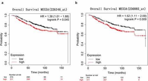 Figure 2. High MEX3A expression is associated with the poor prognosis of breast cancer patients. (a) The relationship between MEX3A (probe: 226346) and the overall survival of breast cancer patients. (b) The relationship between the expression level of MEX3A (probe: 236885) and the overall survival of breast cancer patients